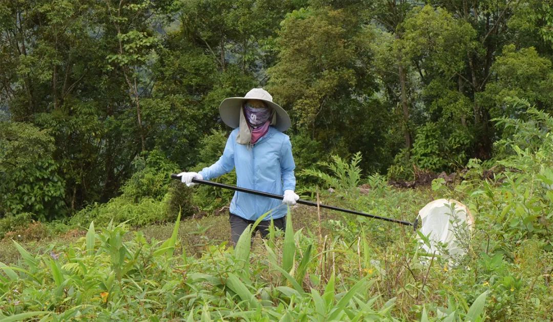 走進「西藏江南」丨尋找青藏高原的昆蟲丨青藏科考 旅遊 第42張