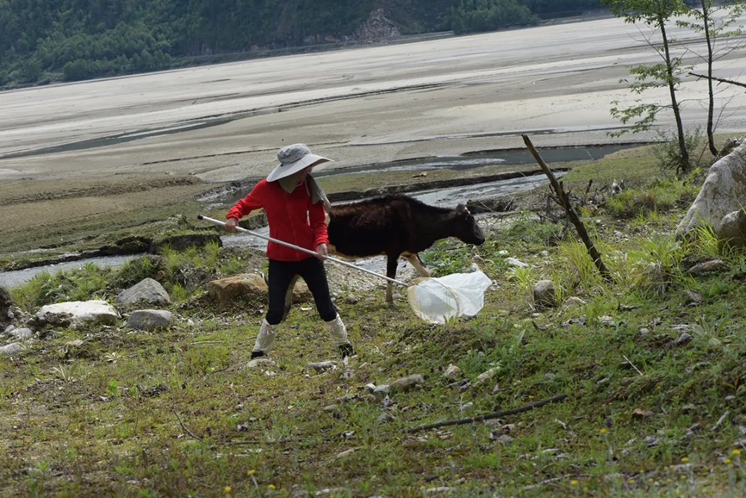 走進「西藏江南」丨尋找青藏高原的昆蟲丨青藏科考 旅遊 第9張