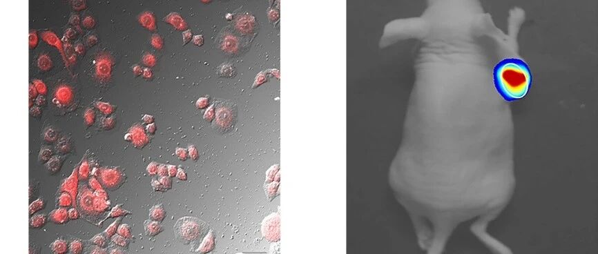 诊疗前药可实现癌症的精准治疗