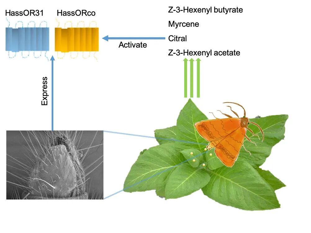 蛾子产卵器也能 嗅 到植物气味 中科院之声 微信公众号文章阅读 Wemp