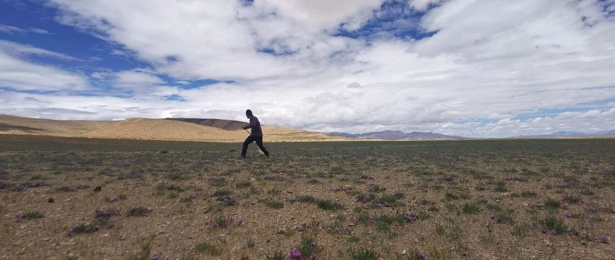 世界屋脊之屋脊——天上阿里丨寻找青藏高原的昆虫丨青藏科考