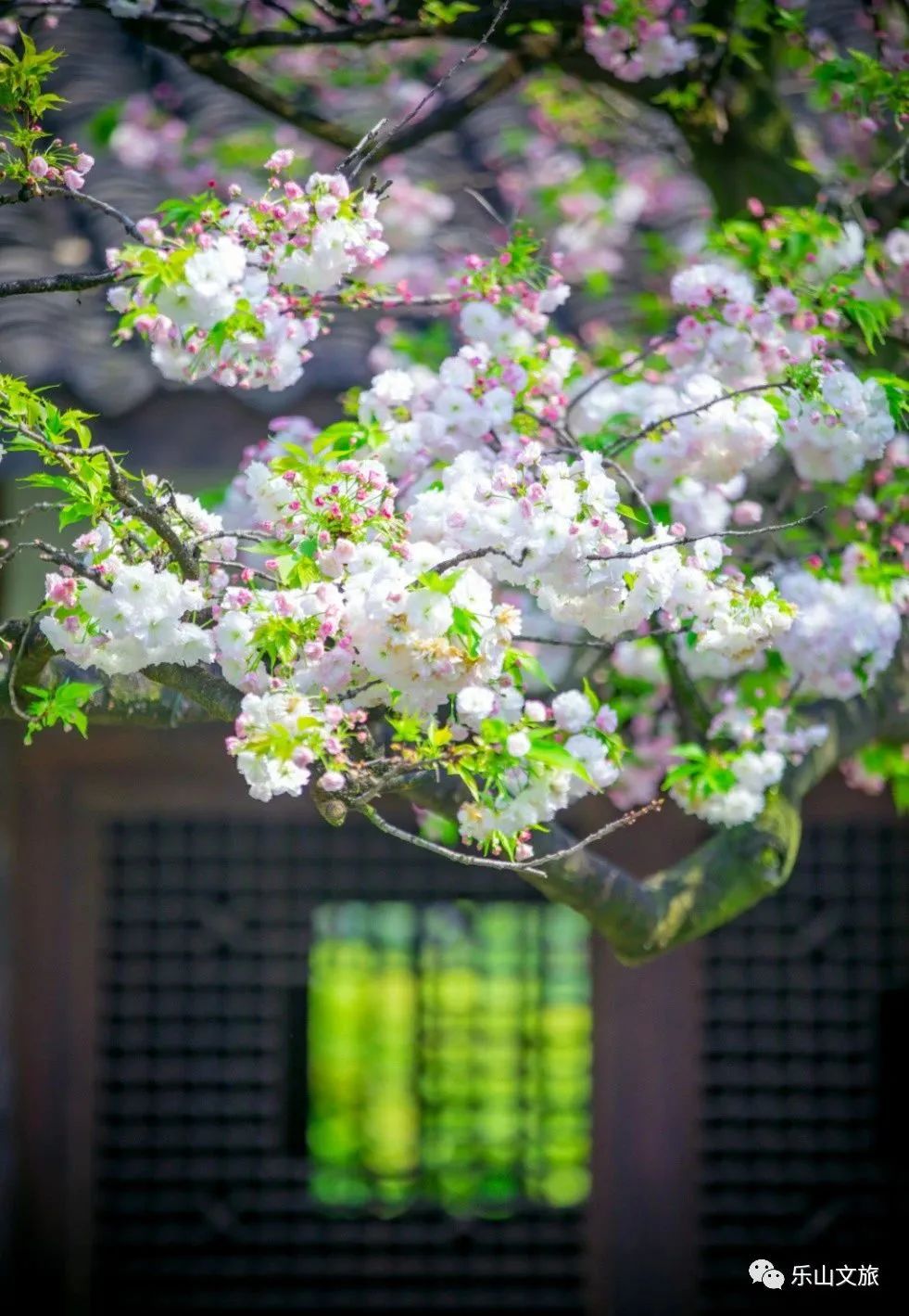 乐山沙湾樱花基地图片