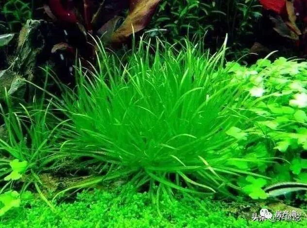 关于水草缸用什么灯的建议 卤素灯并非首选 T系列 才是 房产湾 微信公众号文章阅读 Wemp