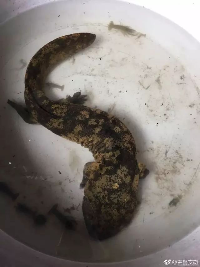 六安村民抓到的"怪鱼"竟然是娃娃鱼!