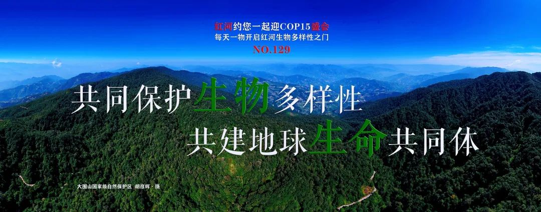 生物多样性no129红河约您一起迎cop15盛会每天一物开启红河生物多样性