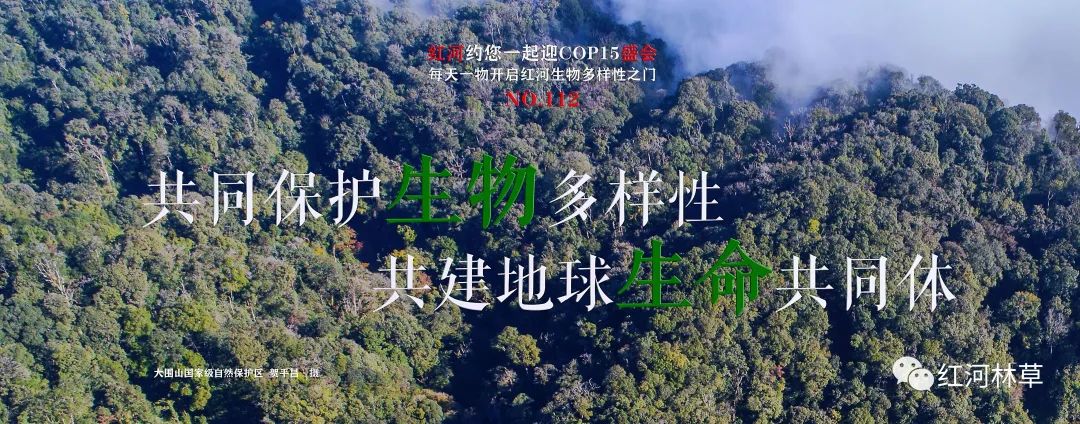 生物多样性no112红河约您一起迎cop15盛会每天一物开启红河生物多样性