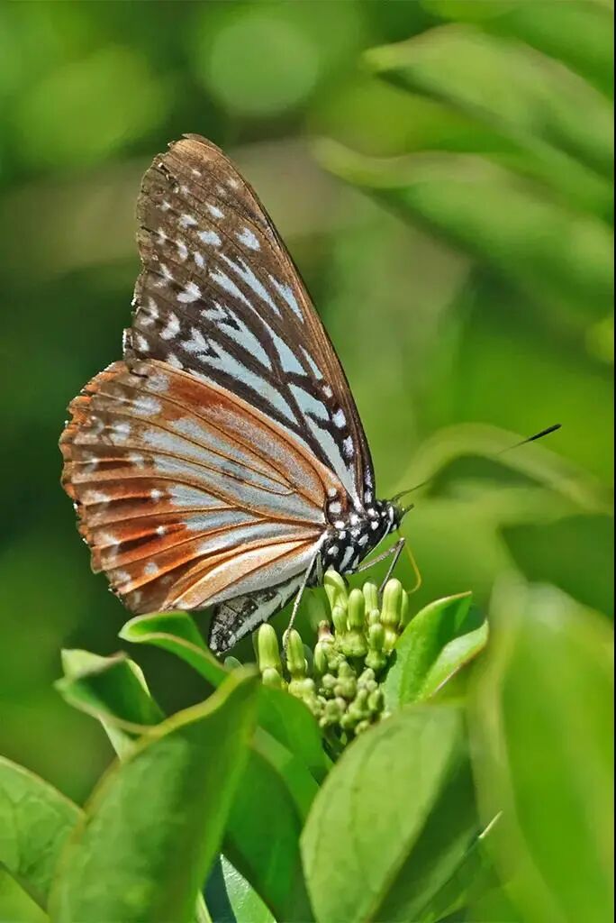 罕见奇观央视关注金平加强生物多样性保护上亿只蝴蝶宝宝即将化羽成蝶