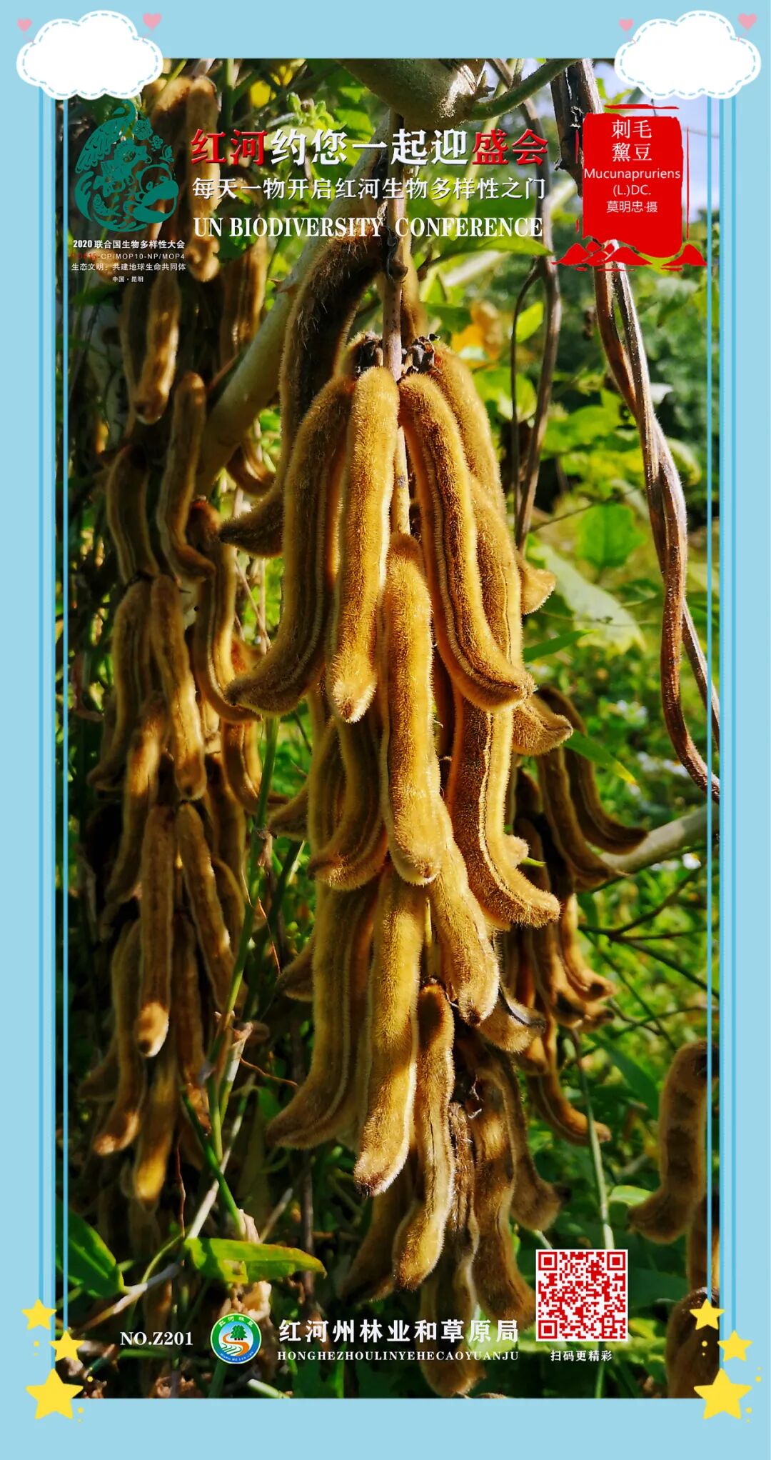 cop15no201每天一物开启红河生物多样性之门