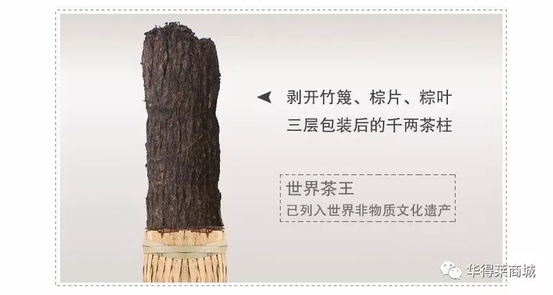 CCTV-10《茶叶之路》详细报道安化黑茶历史及其保健作用