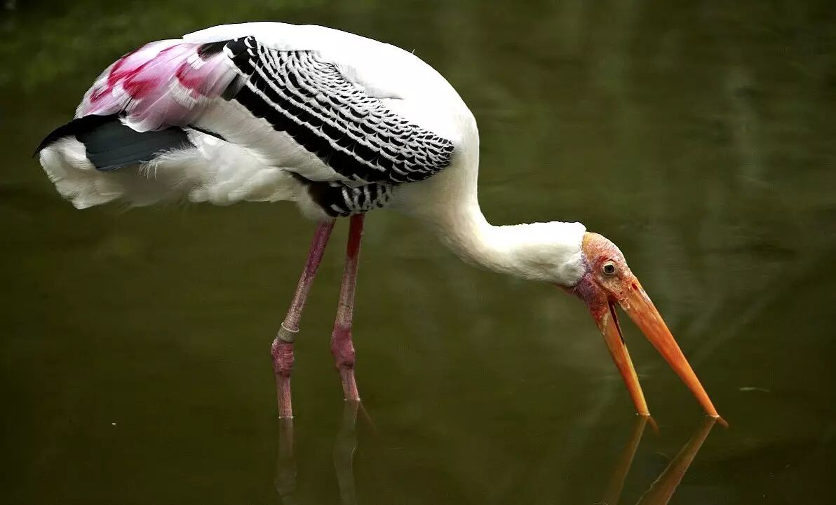 中国十大即将灭绝或已经灭绝的珍稀动物