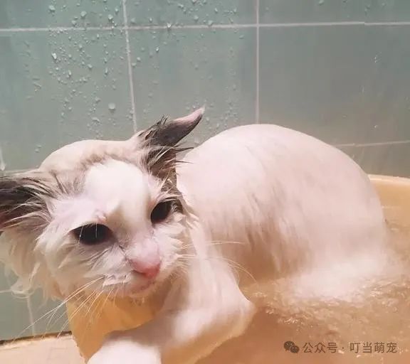 猫猫 人没有分寸感