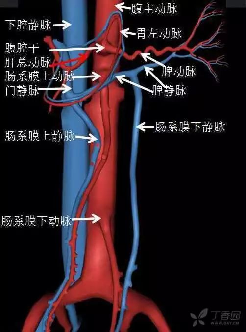 全腹部高清ct图谱,淋巴结彩色图谱,血管解剖图谱大汇总