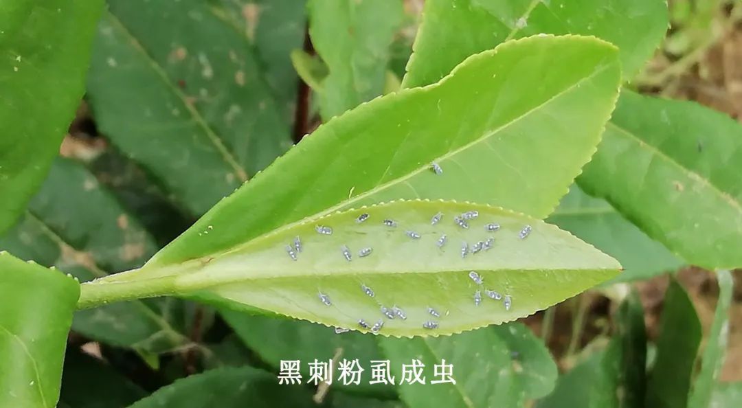 單打茶葉黑刺粉蝨終結者