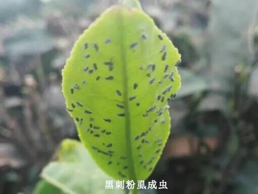 单打茶叶黑刺粉虱终结者