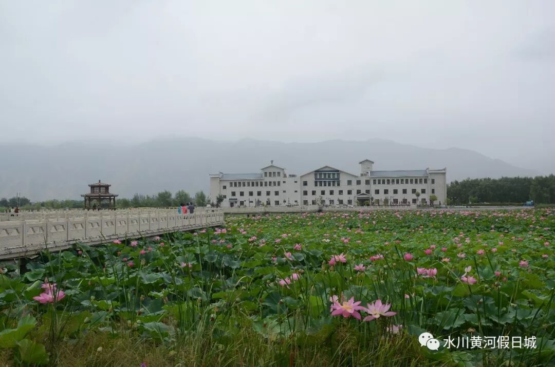 雨中赏荷 追逐荷香 领略夏日清凉 尽在水川湿地公园 水川黄河假日城 微信公众号文章阅读 Wemp