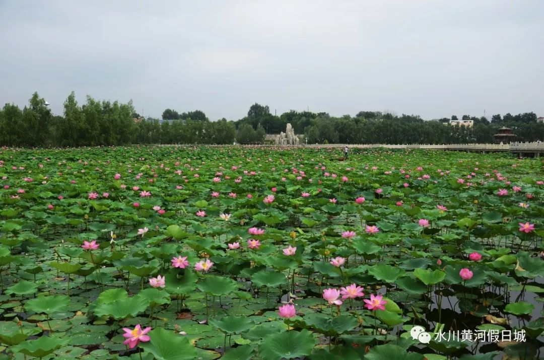 雨中赏荷 追逐荷香 领略夏日清凉 尽在水川湿地公园 水川黄河假日城 微信公众号文章阅读 Wemp