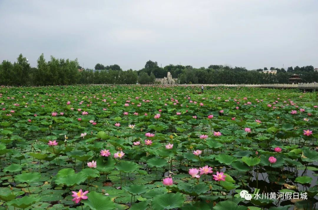 雨中赏荷 追逐荷香 领略夏日清凉 尽在水川湿地公园 水川黄河假日城 微信公众号文章阅读 Wemp