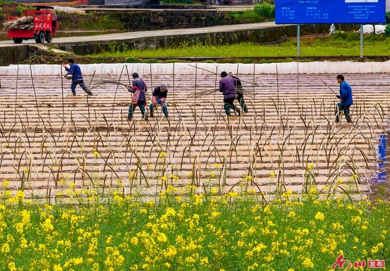 2026年3月21日，重庆市南川区兴隆镇金花村春意盎然，村民们忙碌着整田、播种、育秧，为即将到来的水稻春耕做准备。（无人机照片）胡波1.jpg