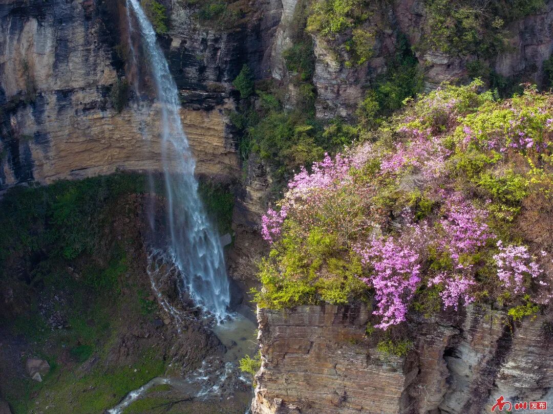 3、2026年4月12日，重慶市南川區(qū)頭渡鎮(zhèn)燭臺(tái)峰春光正好，絕壁瀑布飛瀉，崖頂杜鵑盛放，繪就一幅靈動(dòng)山水畫卷。_副本.jpg