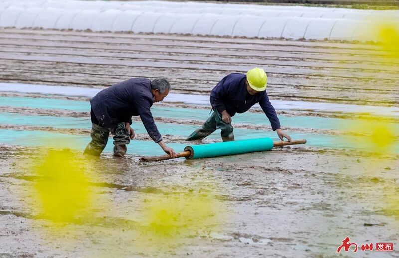 6、2026年3月21日，重庆市南川区木凉镇云都寺村，村民们将无纺布平整铺在秧床上，为水稻育秧做好准备。_副本.jpg