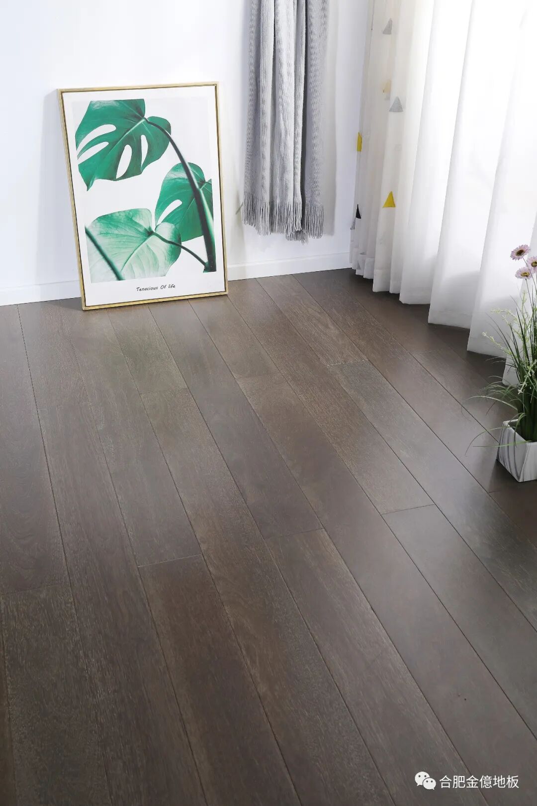 蓝虎斑和海豹虎斑暹罗_虎斑木地板_海豹虎斑和蓝虎斑