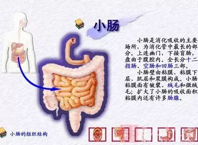 腸の仕組みと働き 失敗しない便秘薬選びのための便秘解消講座 酸化マグネシウムe便秘薬 健栄製薬