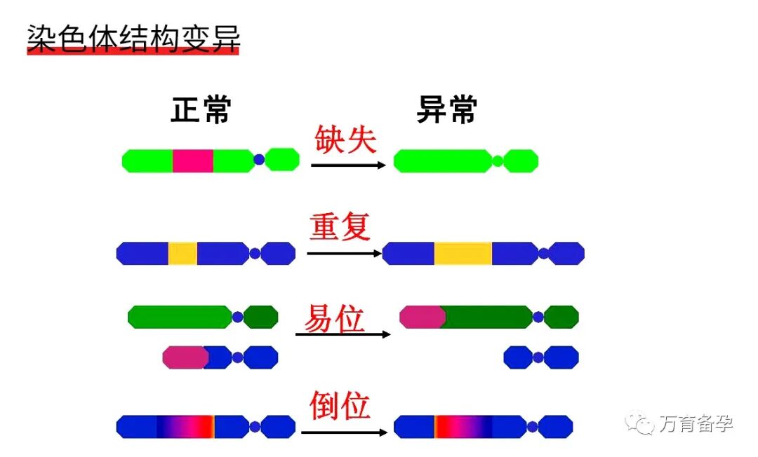数目增加或缺失)和染色体结构异常(包括易位,倒位,缺失和重复等)