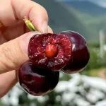 樱桃控蹲了一年的汉源“黑珍珠”，只吃20天。
