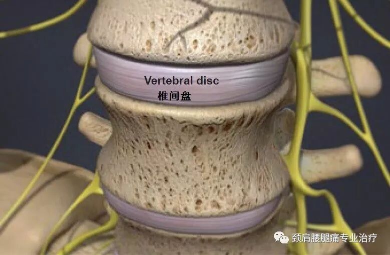 椎间盘退变性疾病 - 好大夫在线
