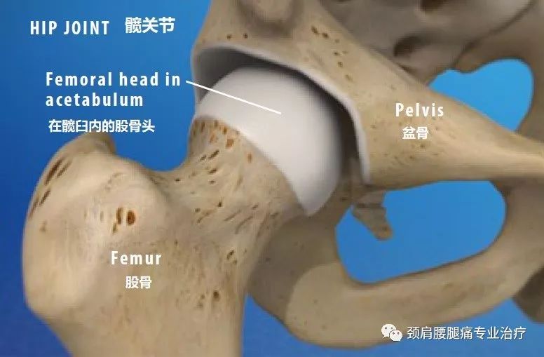 Ki健身 髋关节解剖 髋关节 你信不信我让你波棱盖疼 每日头条