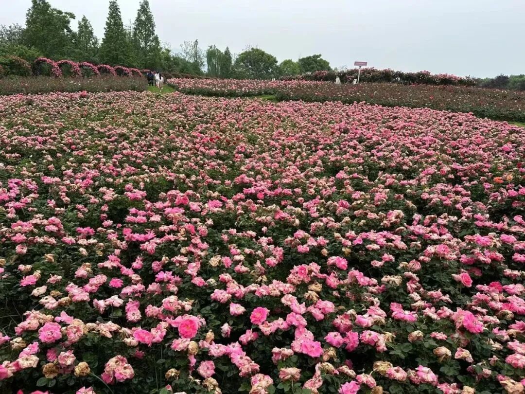 重庆玫瑰花海迎来颜值巅峰,初夏不能错过的浪漫!