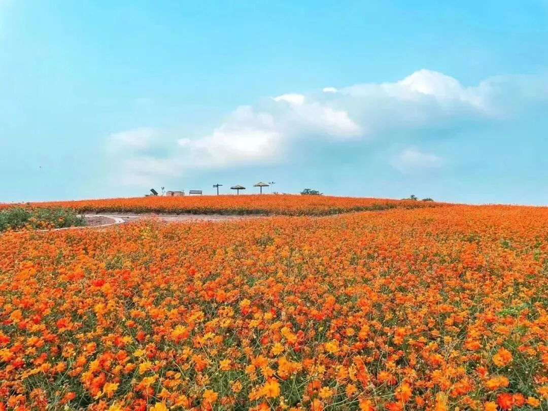 观秋叶露秋营炫彩秋天尽在铜梁这条一日游线路