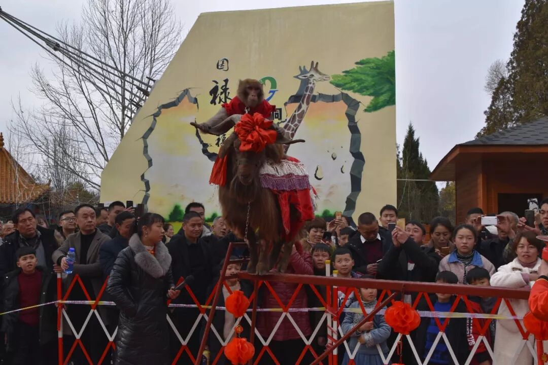 7天涌进20多万人！这个春节，栾川又火了一把...