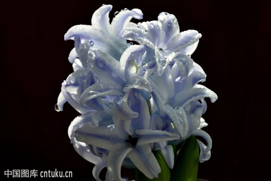 常见花名大全 终于知道自己养的植物名了 高清图 收藏以后慢慢看吧 济南协佳软件销售服务中心 微信公众号文章阅读