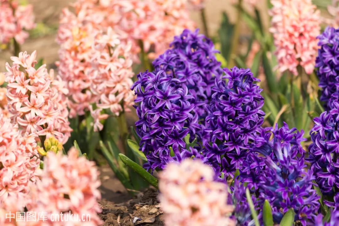 常见花名大全 终于知道自己养的植物名了 高清图 收藏以后慢慢看吧 济南协佳软件销售服务中心 微信公众号文章阅读