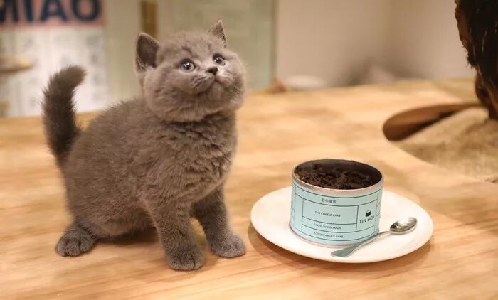 探店 魔都超治愈系咖啡店 吸猫撸狗到无法自拔 新闻晨报 微信公众号文章阅读 Wemp