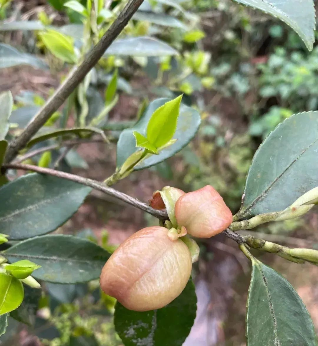 清明节山上的野果图片