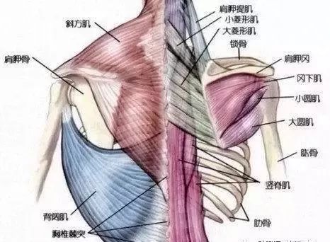 肩膀 上背部和上臂疼痛 诊疗思路 A经络学a正能量a销售学a 微信公众号文章阅读 Wemp