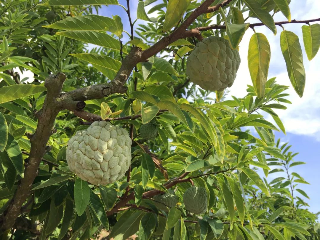 分享集萃 林檎 樟林佳果世间稀 赏金掠食者 微信公众号文章阅读 Wemp