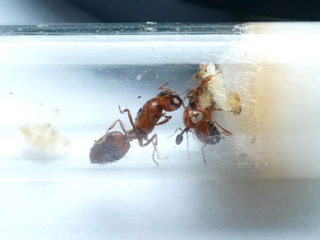 蚂蚁卵卡通图片
