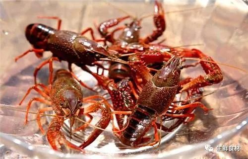 小龙虾知识及其六种经典烹制方法推荐