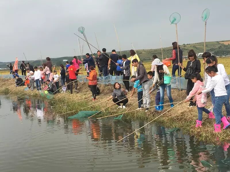 对,1059"蟹蟹"你的爱,带领20个家庭走进稻田,享亲子之乐,团购螃蟹!