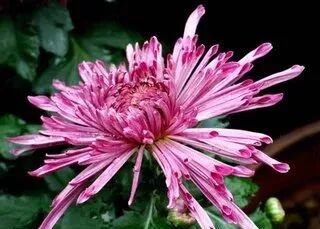 菊花特点与品质_菊花的特点_菊花特点描写的句子