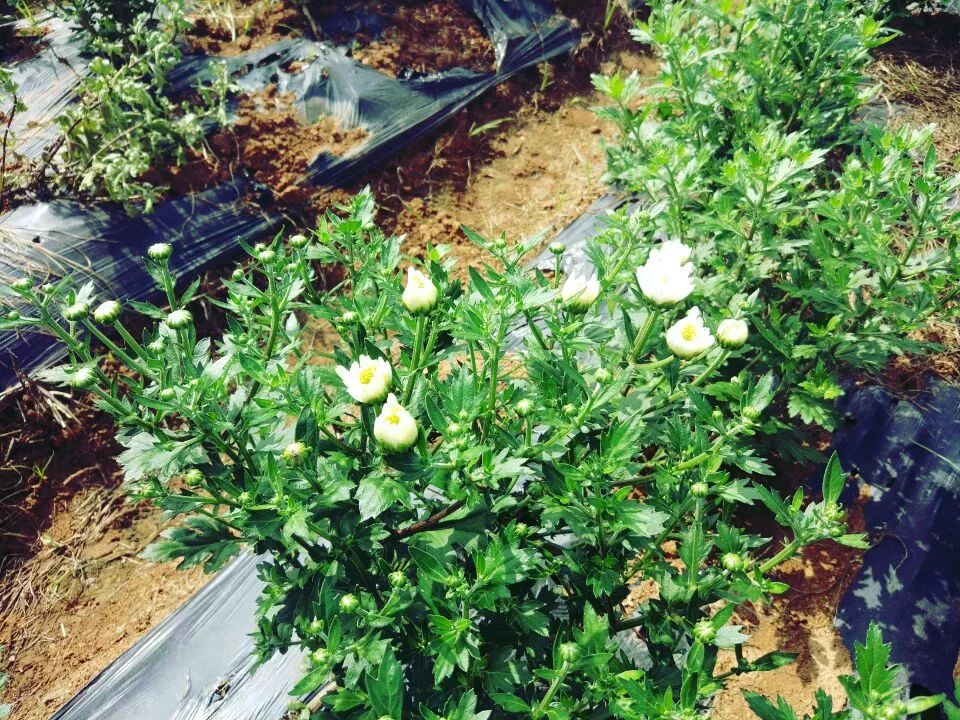 菊花特点与品质_菊花特点描写的句子_菊花的特点