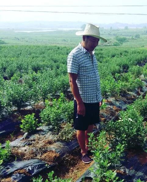 菊花特点与品质_菊花的特点_菊花特点描写的句子