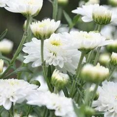 菊花特点与品质_菊花特点描写的句子_菊花的特点