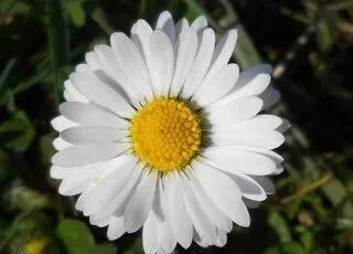 菊花特点与品质_菊花特点描写的句子_菊花的特点