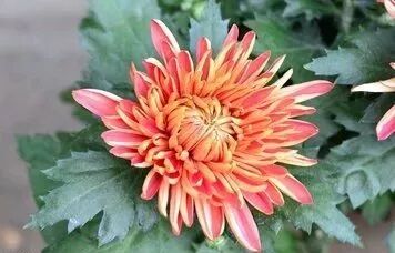 菊花特点描写的句子_菊花特点与品质_菊花的特点