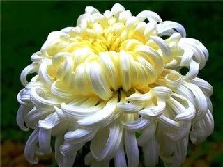 菊花特点与品质_菊花特点描写的句子_菊花的特点