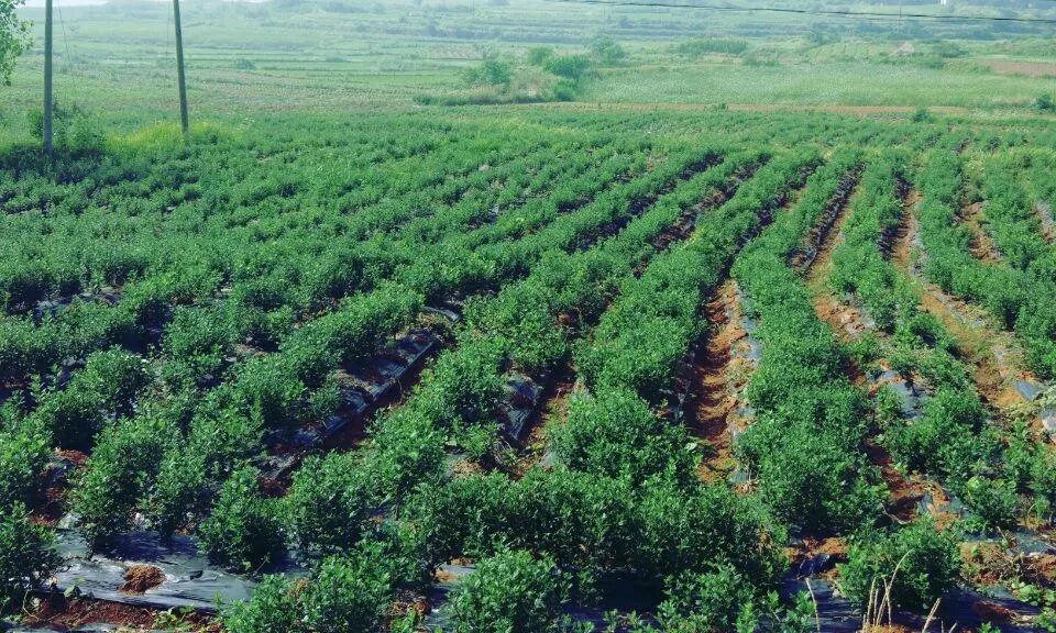 菊花特点描写的句子_菊花的特点_菊花特点与品质